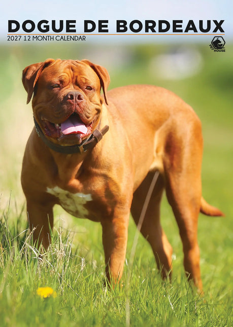 CalendarsRUs Bordeaux Dog A3 Kalender 2027