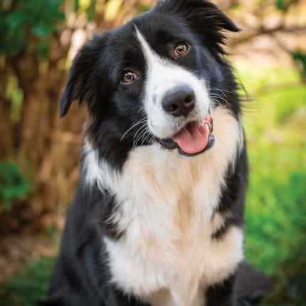 CalendarsRUs Border Collie A3 Kalender 2027