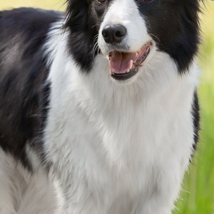 CalendarsRUs Border Collie Slimline Kalender 2026