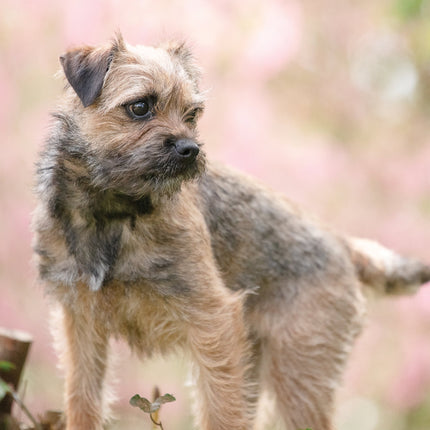 CalendarsRUs Border Terrier A3 Kalender 2026