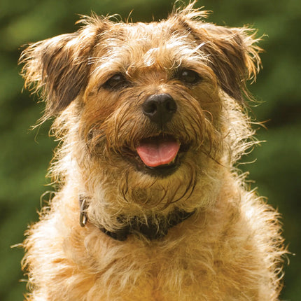 CalendarsRUs Border Terrier A3 Kalender 2027
