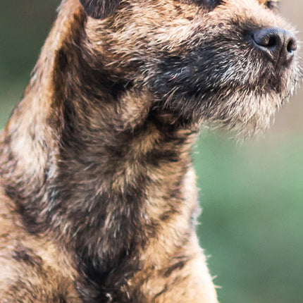 CalendarsRUs Border Terrier Slimline Kalender 2026
