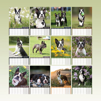 CalendarsRUs Boston Terrier A3 Kalender 2027