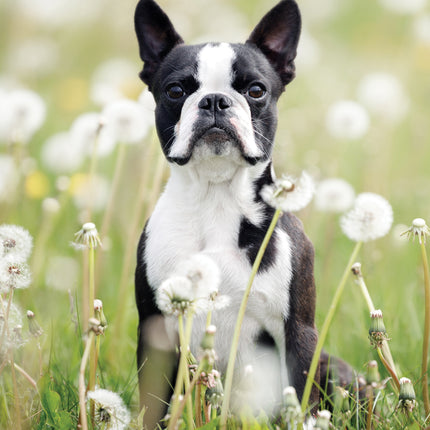 CalendarsRUs Boston Terrier A3 Kalender 2027