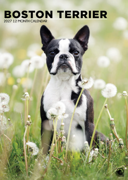 CalendarsRUs Boston Terrier A3 Kalender 2027