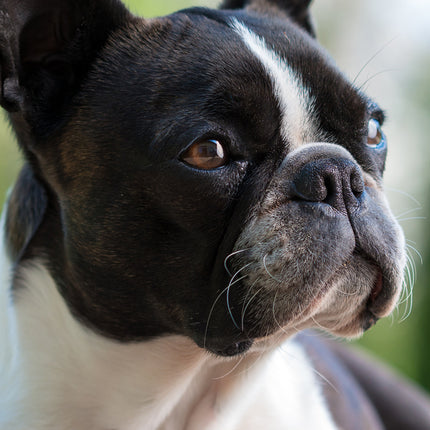 CalendarsRUs Boston Terrier Slimline Kalender 2026