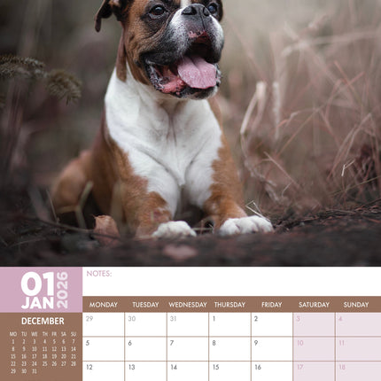 CalendarsRUs Boxer A3 Kalender 2027