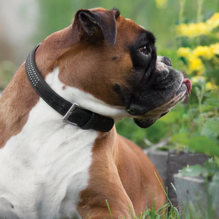 CalendarsRUs Boxer A3 Kalender 2027