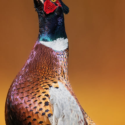 CalendarsRUs British Wildlife Slimline Kalender 2026