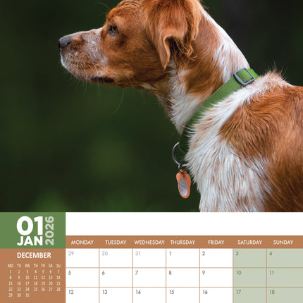 CalendarsRUs Brittany Spaniel A3 Kalender 2026