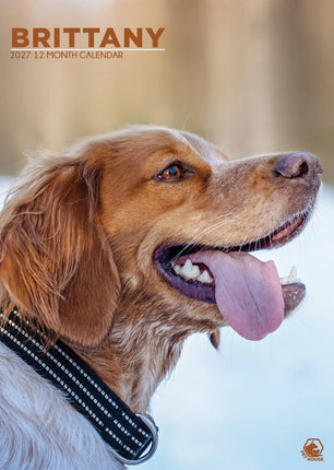 CalendarsRUs Brittany Spaniel A3 Kalender 2027