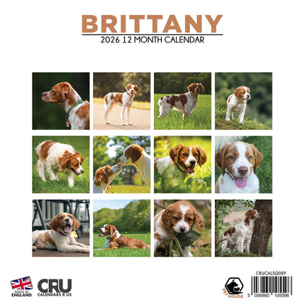 CalendarsRUs Brittany Spaniel Kalender 2026