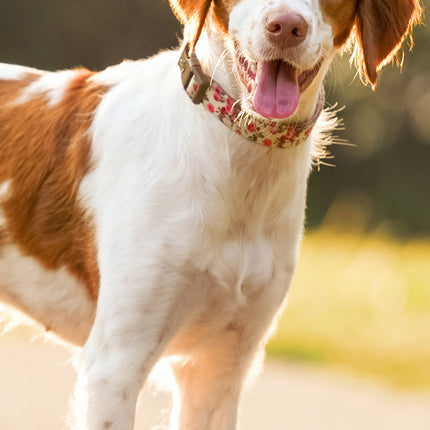 CalendarsRUs Brittany Spaniel Slimline Kalender 2026