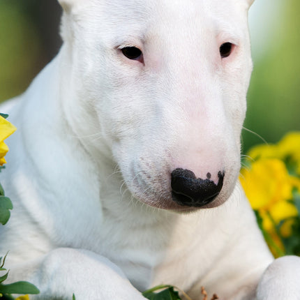 CalendarsRUs Bull Terrier Slimline Kalender 2026