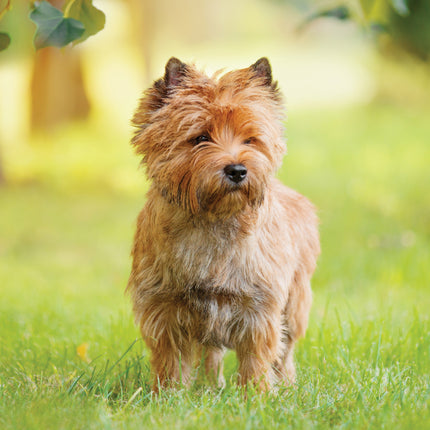 CalendarsRUs Cairn Terrier A3 Kalender 2027