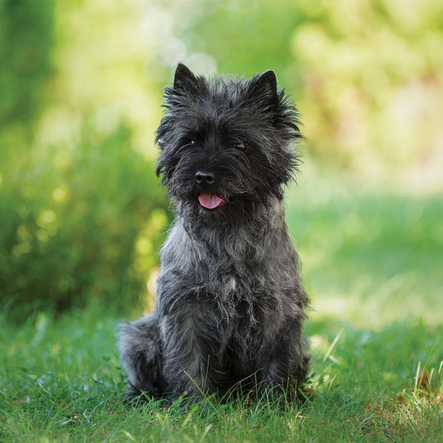 CalendarsRUs Cairn Terrier Kalender 2026