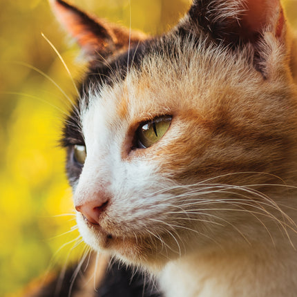 CalendarsRUs Calico Katten A3 Kalender 2027