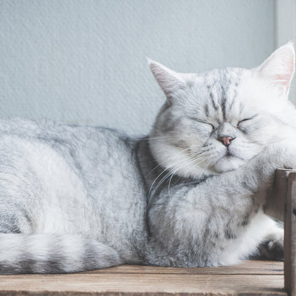 CalendarsRUs Cat Naps A3 Kalendar 2027