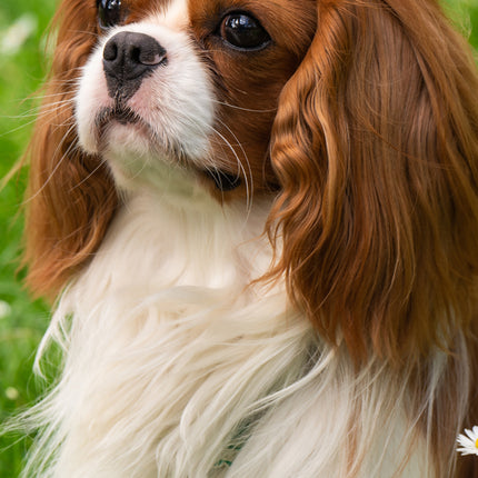 CalendarsRUs Cavalier King Charles Slimline Kalender 2026