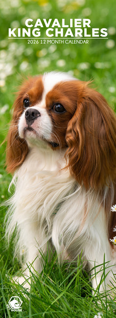 CalendarsRUs Cavalier King Charles Slimline Kalender 2026