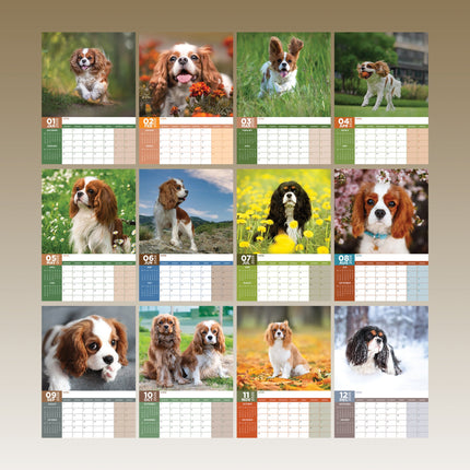 CalendarsRUs Cavalier King Charles Spaniel A3 Kalender 2026