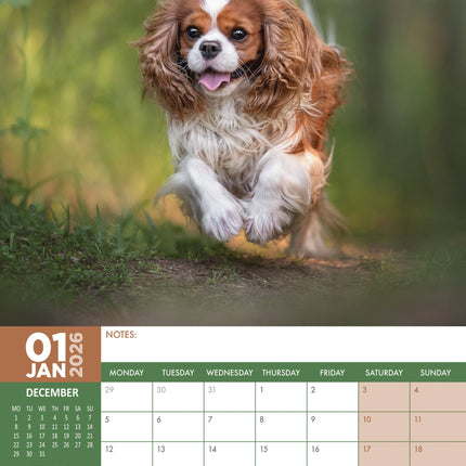CalendarsRUs Cavalier King Charles Spaniel A3 Kalender 2026