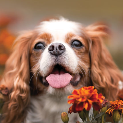 CalendarsRUs Cavalier King Charles Spaniel A3 Kalender 2026