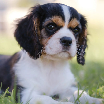 CalendarsRUs Cavalier King Charles Spaniel A3 Kalender 2027