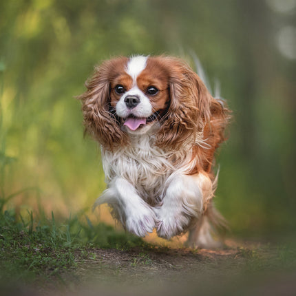 CalendarsRUs Cavalier King Charles Spaniel Kalender 2026