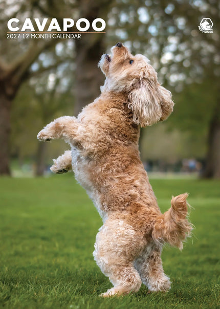 CalendarsRUs Cavapoo A3 Kalender 2027
