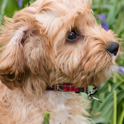 CalendarsRUs Cavapoo Slimline Kalender 2026
