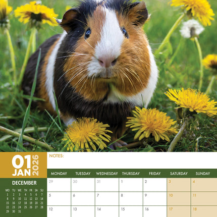 CalendarsRUs Cavia A3 Kalender 2026