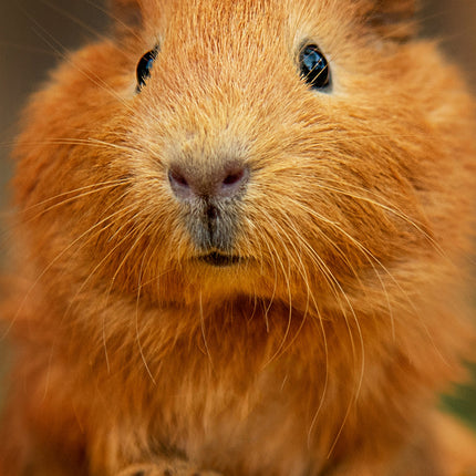 CalendarsRUs Cavia Slimline Kalender 2026