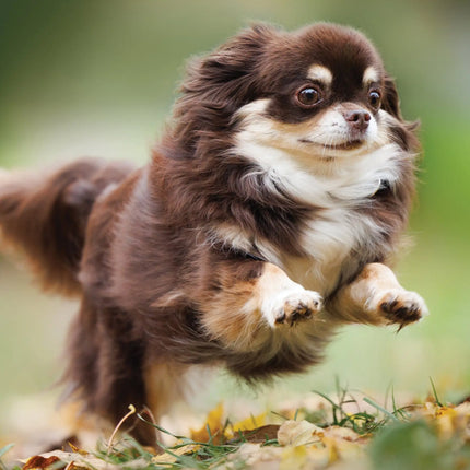 CalendarsRUs Chihuahua A3 Kalender 2027
