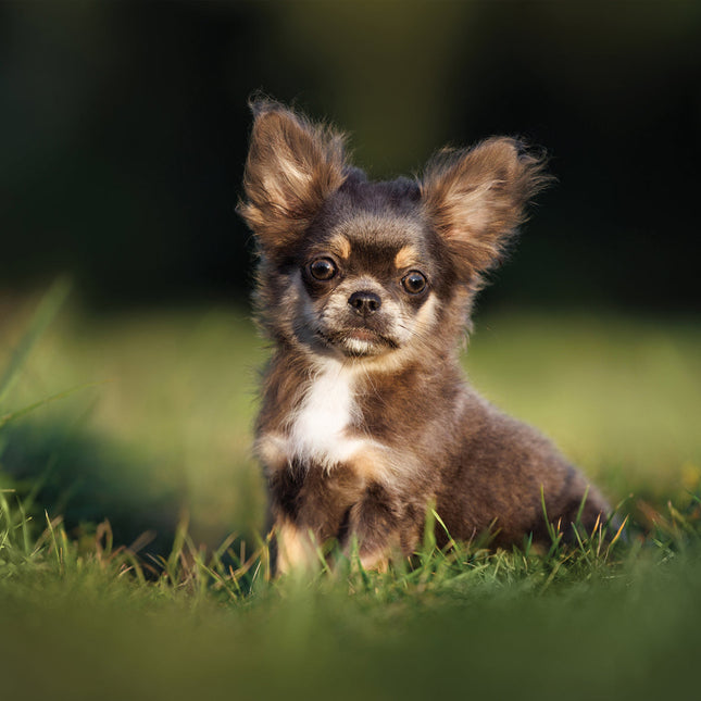 CalendarsRUs Chihuahua Kalender 2026