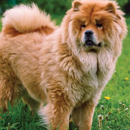 CalendarsRUs Chow Chow A3 Kalender 2027