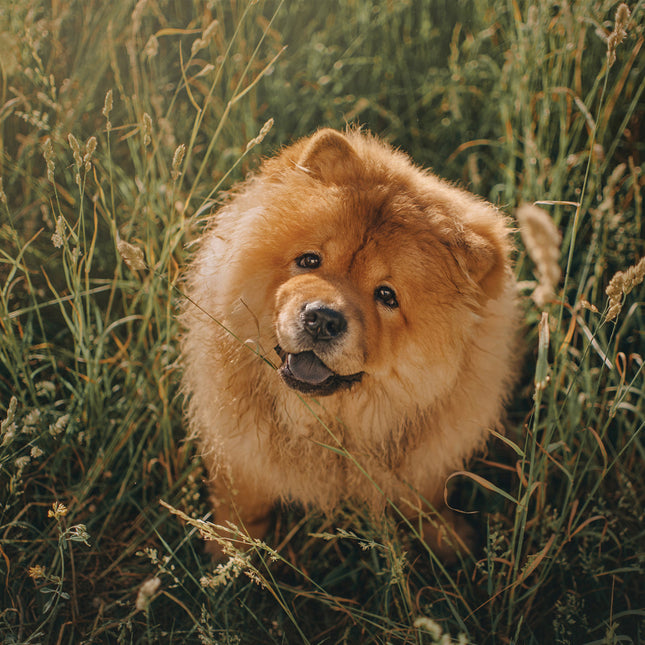 CalendarsRUs Chow Chow Kalender 2026