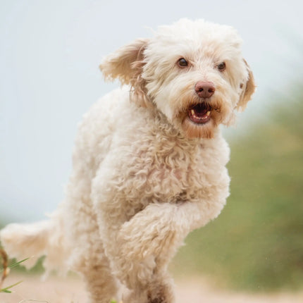CalendarsRUs Cockapoo A3 Kalender 2027