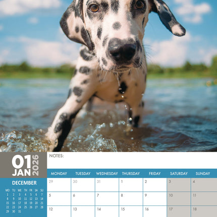 CalendarsRUs Dalmatier A3 Kalender 2026