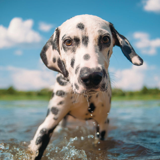 CalendarsRUs Dalmatier Kalender 2026