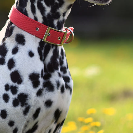CalendarsRUs Dalmatier Slimline Kalender 2026