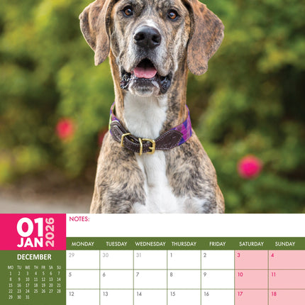 CalendarsRUs Duitse Dog A3 Kalender 2026