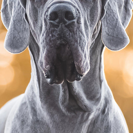 CalendarsRUs Duitse Dog Slimline Kalender 2026
