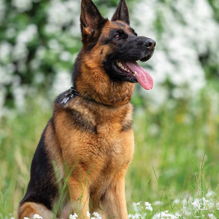 CalendarsRUs Duitse Herder A3 Kalender 2027