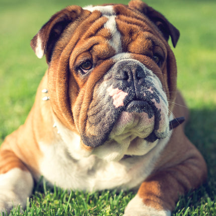 CalendarsRUs Engelse Bulldog A3 Kalender 2027