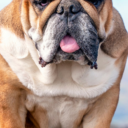 CalendarsRUs Engelse Bulldog Slimline Kalender 2026