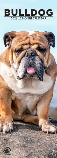 CalendarsRUs Engelse Bulldog Slimline Kalender 2026