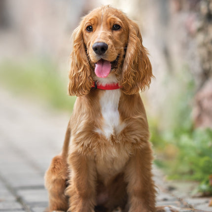 CalendarsRUs Engelse Cocker Spaniel A3 Kalender 2026