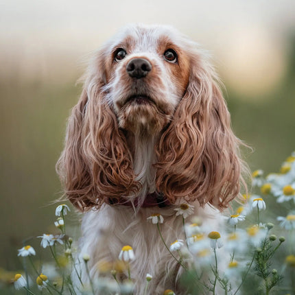 CalendarsRUs Engelse Cocker Spaniel A3 Kalender 2027
