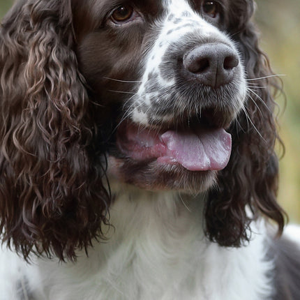 CalendarsRUs Engelse Springer Spaniel Slimline Kalender 2026